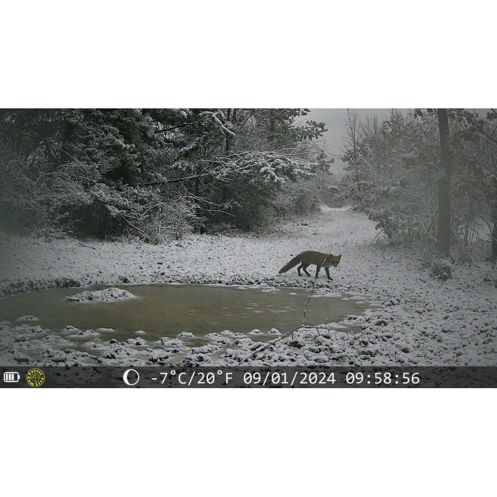 ForestCamLive F5 Tiny