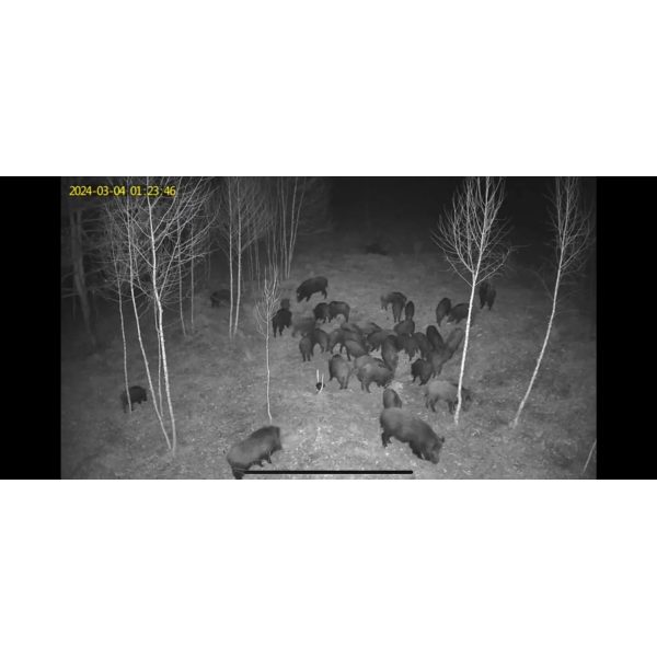 ForestVision Live C7