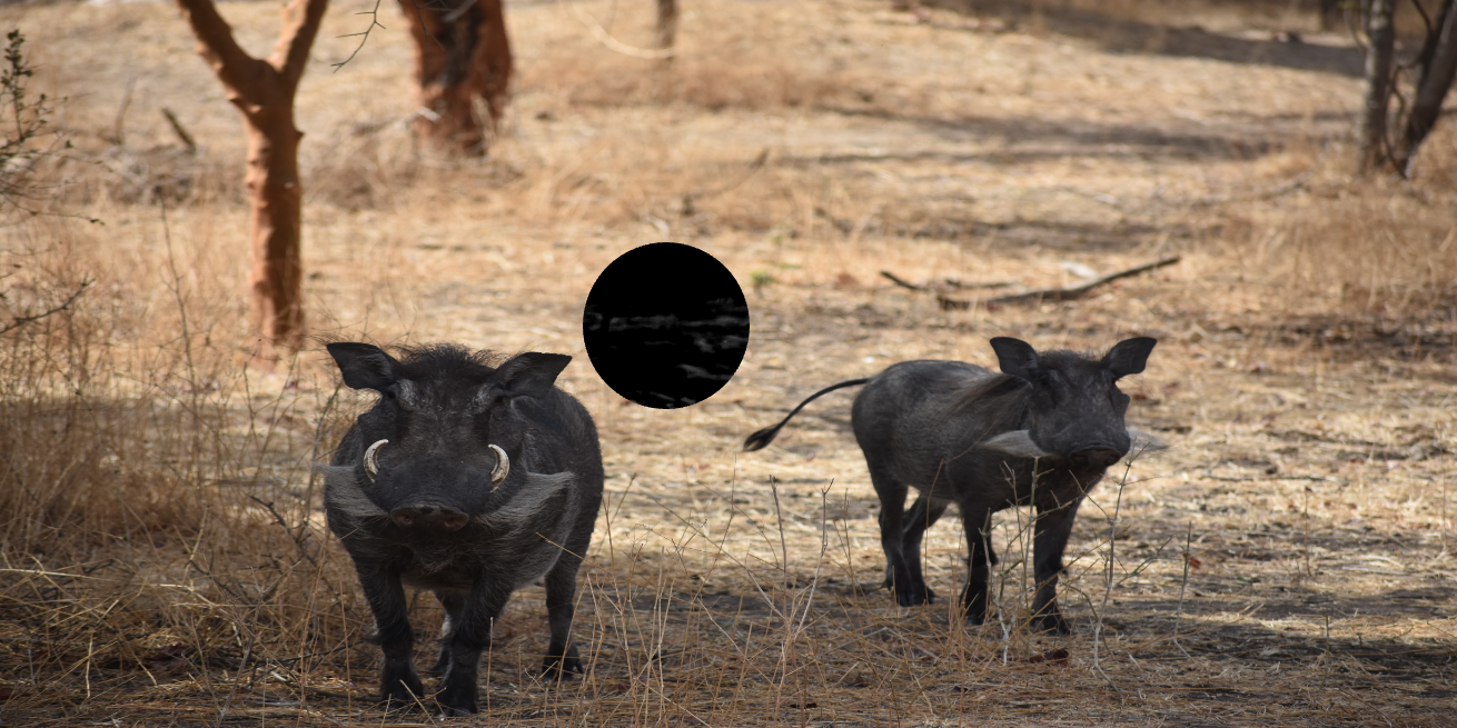 HIKMICRO HABROK Pro HX60L detector termic 1280