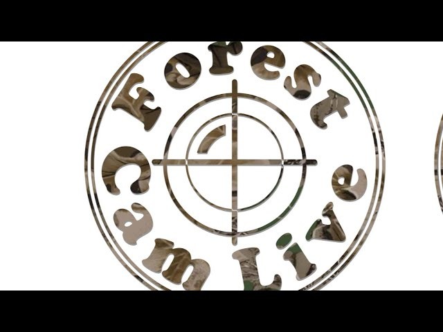 FOREST CAMLIVE